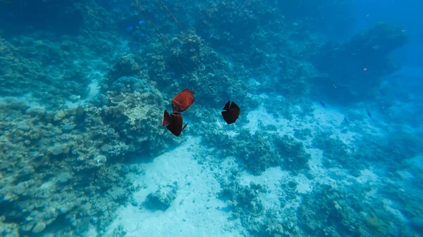 Deniz Tabanında Siyah Balıklar Mercanların Yanında Yüzerler — Stok fotoğraf
