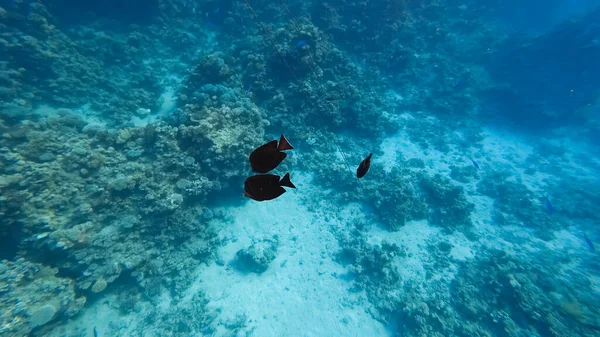 Fondo Del Mar Peces Negros Nadan Cerca Del Coral —  Fotos de Stock