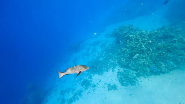 Ikan Abu Abu Besar Berenang Dasar Laut Berenang Jauh Kejauhan — Stok Foto