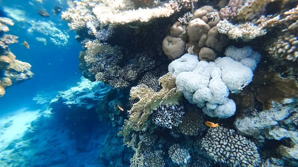 Zee Kloof Tussen Twee Prachtige Koralen Waartussen Kleurrijke Vissen Zwemmen — Stockfoto