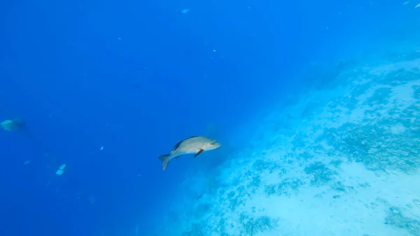 青い海を背景にサンゴの間の海底に大きな魚が泳いでいます — ストック写真
