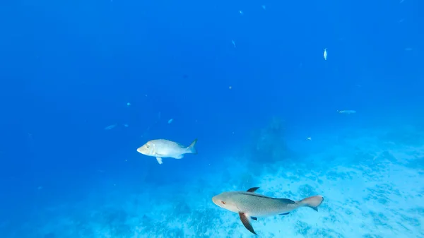 Dravé Tropické Ryby Plavou Pozadí Modrého Moře Jehož Povrchem Procházejí — Stock fotografie