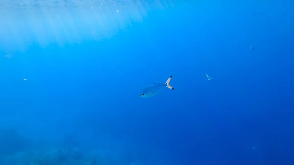 Nahaufnahme Eines Tropischen Blauen Fisches Der Auf Dem Meeresboden Schwimmt — Stockfoto