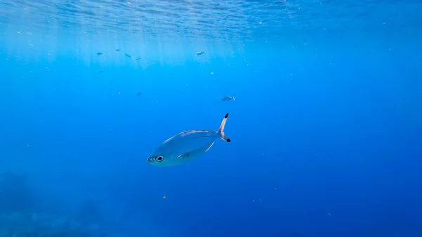 Hlubinách Moře Pod Vodním Sloupem Plavou Krásné Ryby Které Jsou — Stock fotografie