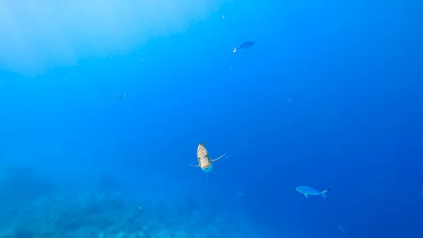 Тропическая Рыба Плавает Фоне Синего Моря Плавает Прямо Камеру Угрожающим — стоковое фото