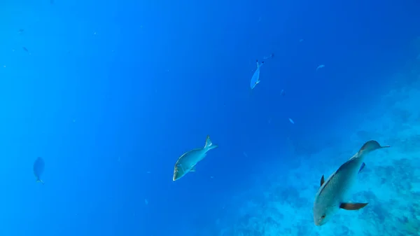 Poissons Tropicaux Prédateurs Nagent Sur Fond Mer Bleue Travers Surface — Photo