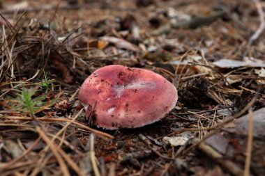 Ormanda düşen ağaçların yapraklarında yetişen yakın plan bir mantar.