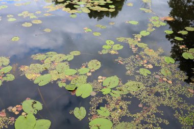Göl ormanın çalılığında yer alır. Doğanın güzel bir manzarası vardır.