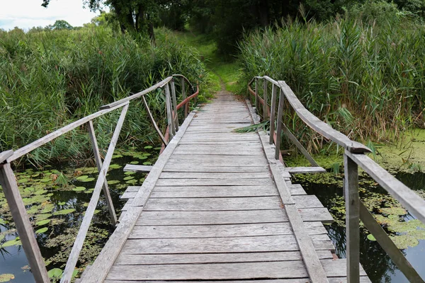 Деревянный Мост Расположенный Озере Зеленые Водяные Лилии Камыш Растут Вокруг — стоковое фото
