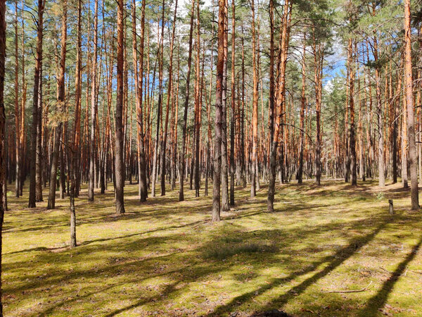 Лесная поляна, где много гладких сосен