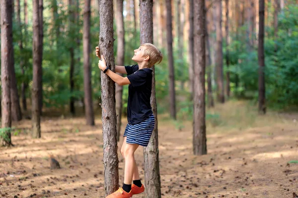 Der Junge Ist Einem Kiefernwald Und Versucht Auf Eine Kiefer — Stockfoto