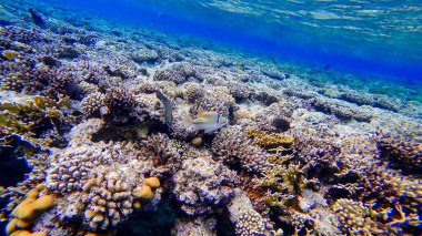 Kızıl gözlü güzel beyaz bir balık yiyecek aramak için Kızıl Deniz 'in mercanlarının yakınında yüzer.