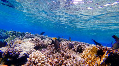 Bir mercan resifinin yakınında yüzen kırmızı ve mavi balığın parçalarını ısırarak koparır.            