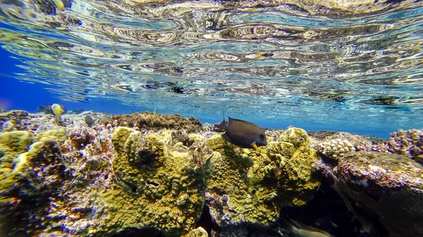 Der Nähe Der Korallen Der Meeresoberfläche Schwimmen Fische Auf Der — Stockfoto