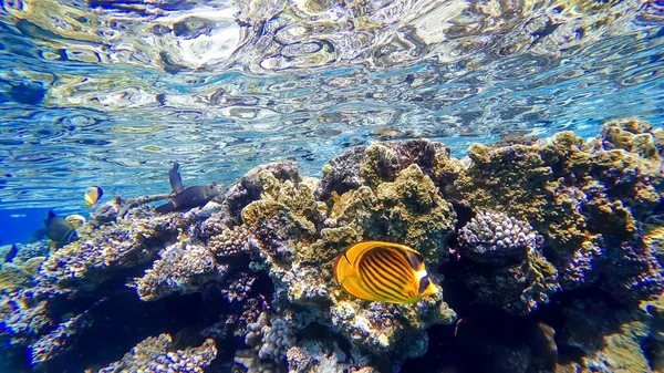 Recifes Coral Localizados Perto Superfície Mar Vermelho Perto Qual Peixes — Fotografia de Stock