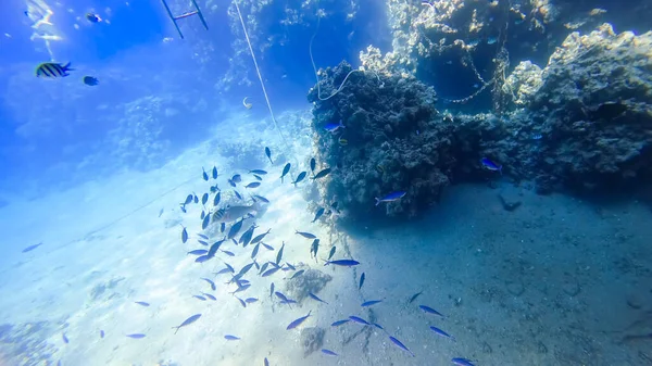 Ein Schwarm Blauer Fische Schwimmt Der Nähe Der Korallen Über — Stockfoto