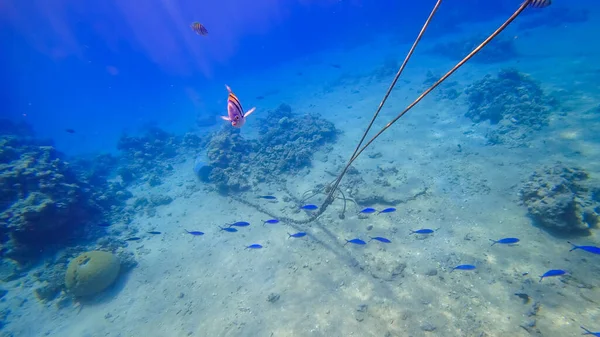 Reino Submarino Del Mar Rojo Peces Rayados Nadan —  Fotos de Stock