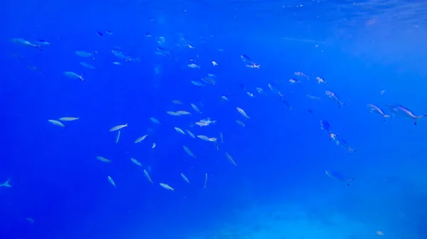 Wunderschönes Unterwasser Wasser Des Roten Meeres Dessen Grund Schwärme Blau — Stockfoto