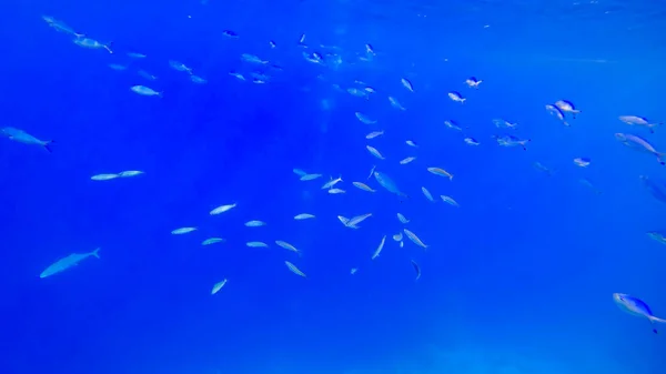 Wunderschönes Unterwasser Wasser Des Roten Meeres Dessen Grund Schwärme Blau — Stockfoto