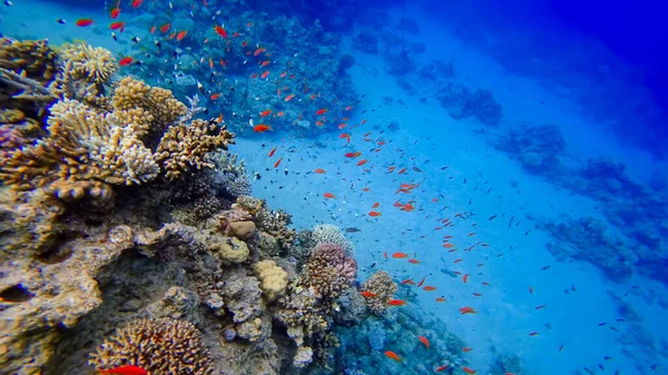 Прекрасный Вид Кораллы Подводного Красного Моря Рядом Которым Плавает Много — стоковое фото