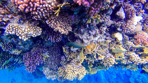 Colorful Corals Red Sea Which Tropical Fish Hide — Stock Photo, Image