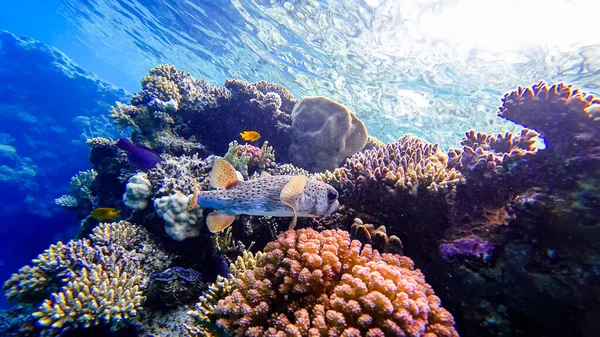 Крупным Планом Рыбы Фугу Фоне Кораллов Расположенных Красном Море — стоковое фото