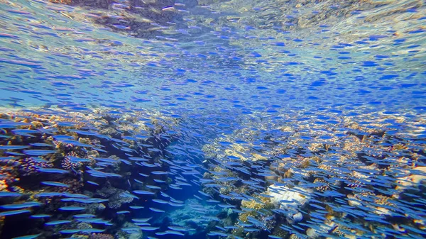 Ein Schwarm Vieler Blauer Fische Schwimmt Wasser Des Roten Meeres — Stockfoto