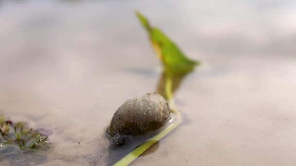 湖中沙滩上的蜗牛试图爬行 — 图库视频影像