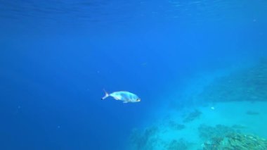 Güzel mavi bir balık kızıl denizin dibinde yüzer. Güneş ışınları onu aydınlatır. 