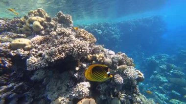 Kızıl denizin dibindeki güzel sualtı dünyası. Tropikal balıklar mercanların yanında yüzerler.