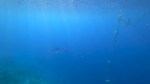 Красивая Голубая Рыба Плавает Дне Красного Моря Солнечные Лучи Освещают — стоковое видео