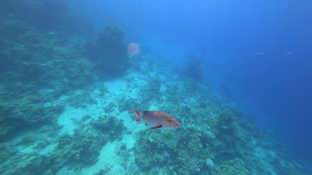 Grote Vissen Zwemmen Bodem Van Rode Zee Zoek Naar Prooi — Stockvideo