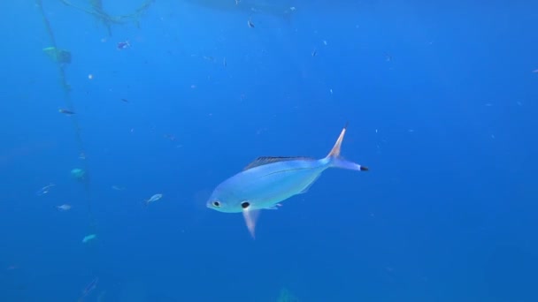 Een Mooie Blauwe Vis Zwemt Bodem Van Rode Zee Stralen — Stockvideo