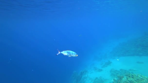 Een Mooie Blauwe Vis Zwemt Bodem Van Rode Zee Stralen — Stockvideo