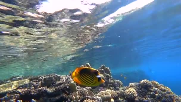 紅海の底の美しい水中世界熱帯魚がサンゴの近くで泳いでいます — ストック動画