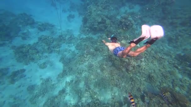 Een Man Met Vinnen Duikt Diepten Van Rode Zee Met — Stockvideo