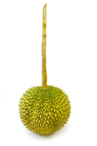 Rei dos frutos, durian hastes longas, sobre fundo branco — Fotografia de Stock