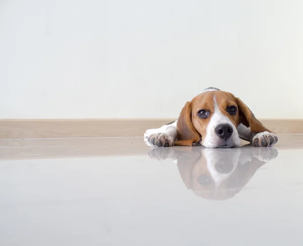 Porträtt söt beagle valp hund — Stockfoto