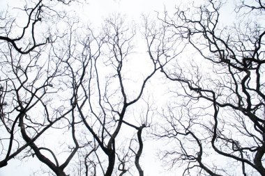 Bulutlu bir günde dalların süslendiği kış arkaplanı