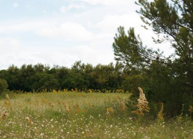 Güneşli bir günde yeşil ve sarı tonlarla Necochea şehrindeki ormandaki çayırların arka planı