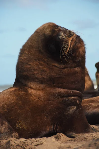 海狮看着摄像机 — 图库照片