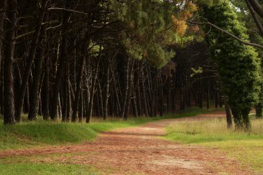 Bir bahar günü çam ağacı ve yeşil yapraklı çalıların olduğu ormanda bir patika.