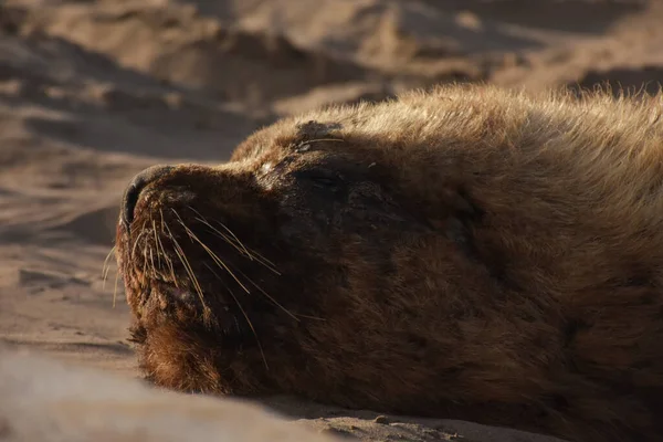 Zeeleeuw Slapen Het Strand Portait Met Warme Kleuren — Stockfoto