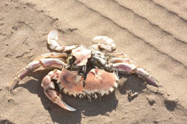 Kumda bir yengeç kabuğu