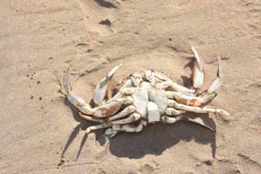 Kumsalda yengeç kabuğu