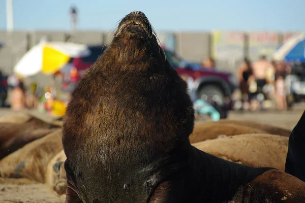 León Marino Playa Mirando Hacia Arriba Con Gente Fondo —  Fotos de Stock