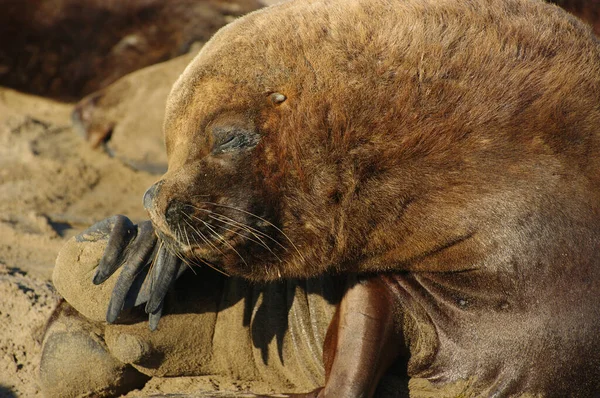 Zeeleeuw Poserend Het Zand Met Een Schattig Gezicht Een Zonnige — Stockfoto