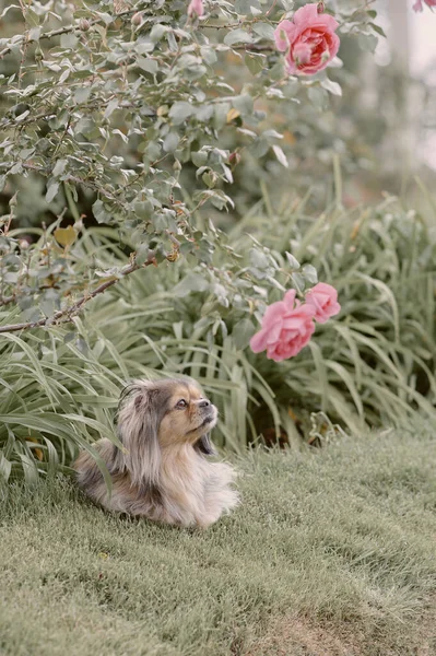 Bir Tibetli Spaniel köpeği yeşil bir bahçede bir gül düşünüyor. Sahne, günlük yaşamda dinginlik, doğal bağ ve güzellik taşır..