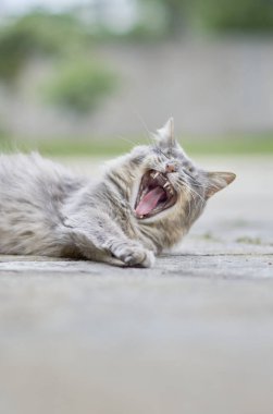 Beton yüzeyde yatan tüylü gri kedi, esneme esnasında yakalandı. Rahatlamayı, doğallığı ve günlük çekiciliği ifade eden samimi ve anlamlı bir an..