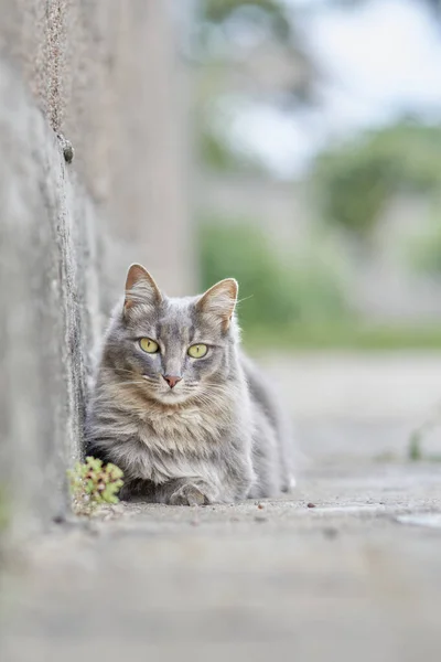 Gri kürklü, sarı gözlü, taş duvarın yanında dinlenen başıboş bir kedi. Yoğun bakışları ve doğal kentsel çevresi esnekliği, sakinliği ve günlük güzelliği ifade eder..